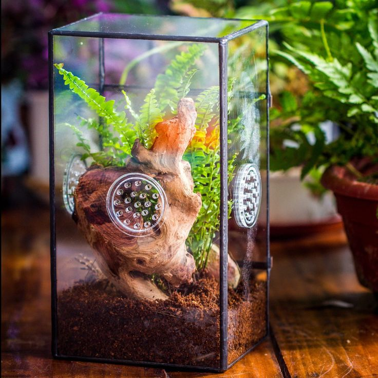 insectenterrarium